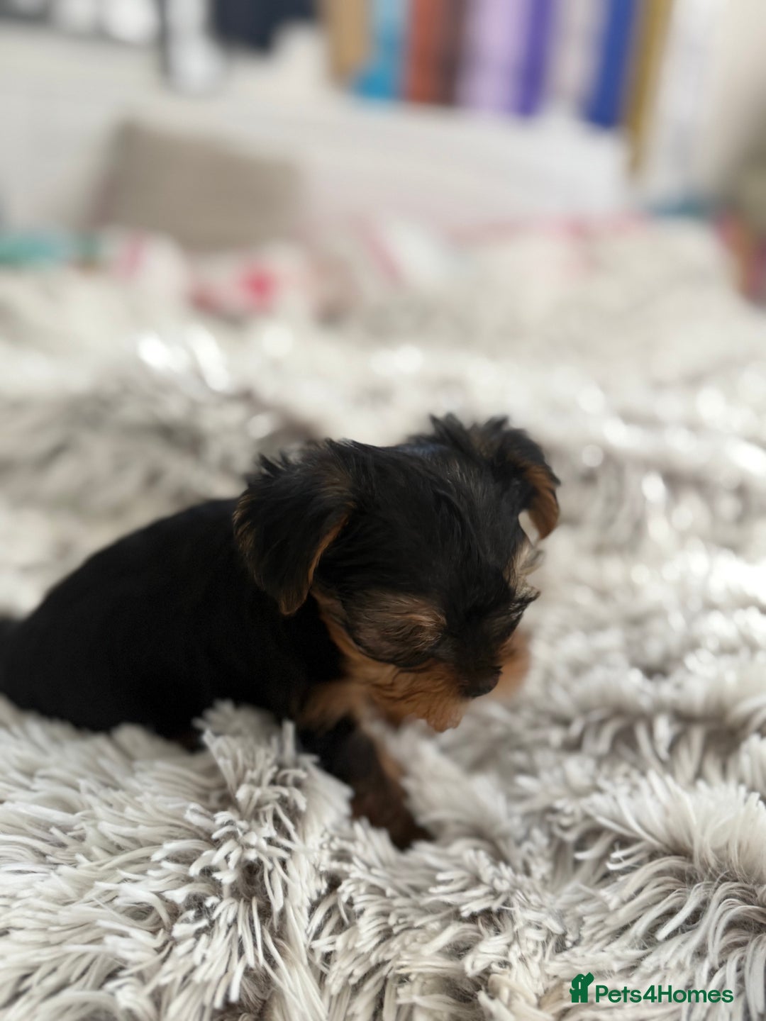 Yorkshire Terrier dogs for sale: Tiny puppies Yorkshire  - Image 2