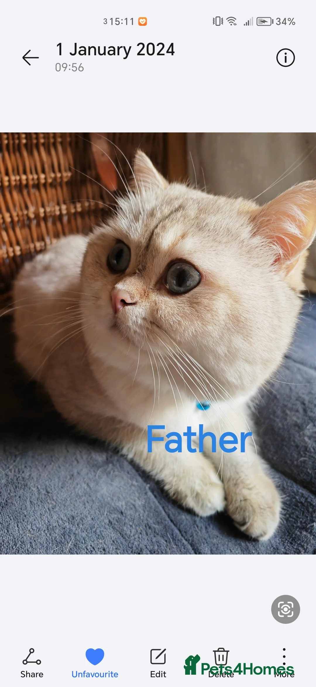 British Shorthair cats for stud: Zorro in Hereford - Advert 5