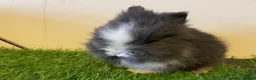 Lionhead rabbits for sale: Stunning Boys 💙💙❤️ - Advert 6