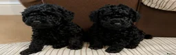 Toy Poodle dogs for sale: 🩷1 left🩷 - Advert 9