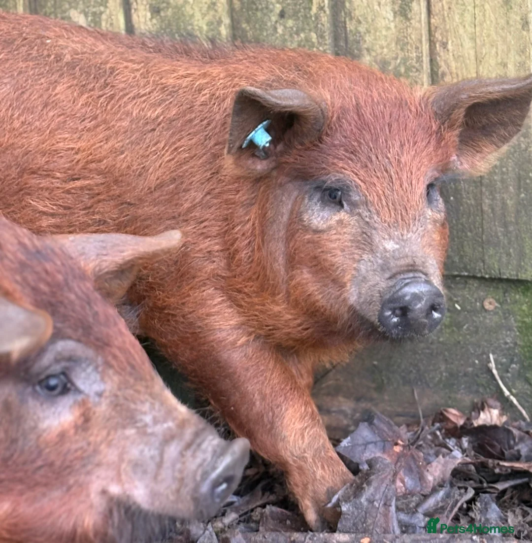 Pig livestock for sale: Piglets for sale in Tadworth  - Advert 4