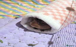 Guinea Pig rodents for sale: 2 female guinea pigs needing new home, - Image 4