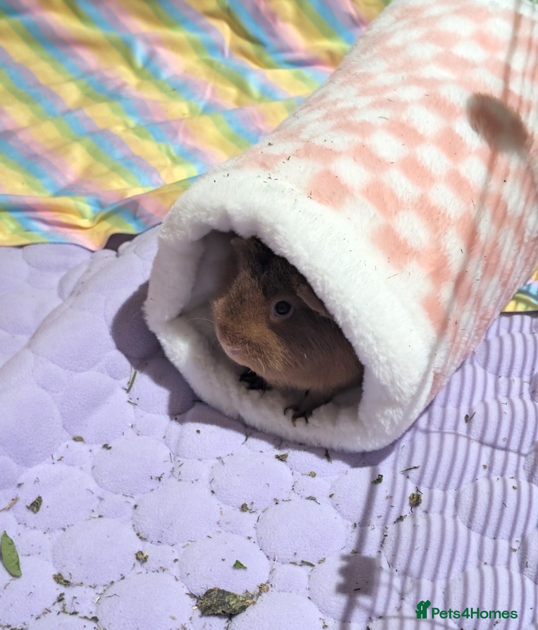 Guinea Pig rodents for sale: 2 female guinea pigs needing new home, - Image 4