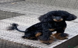 Maltipoo dogs for sale: Tiny maltipoo puppies  - Image 13