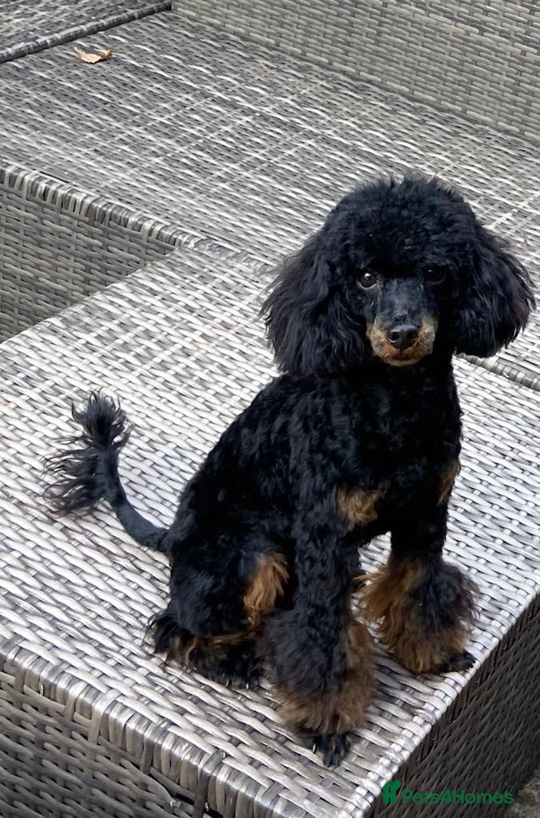 Maltipoo dogs for sale: Tiny maltipoo puppies  - Image 13