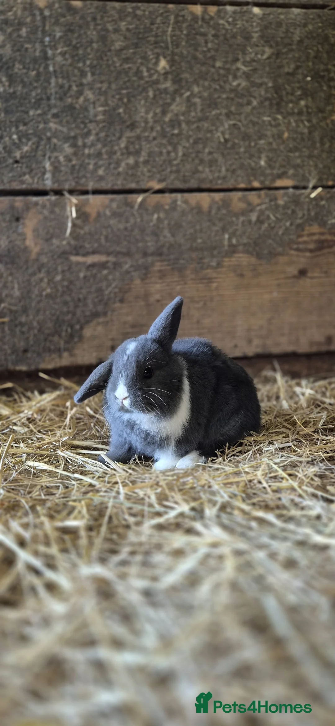 Mini Lop rabbits for sale: Lop eared baby rabbits 6 weeks old - Advert 1