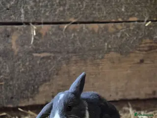 Mini Lop rabbits Lop eared baby rabbits - Advert 8