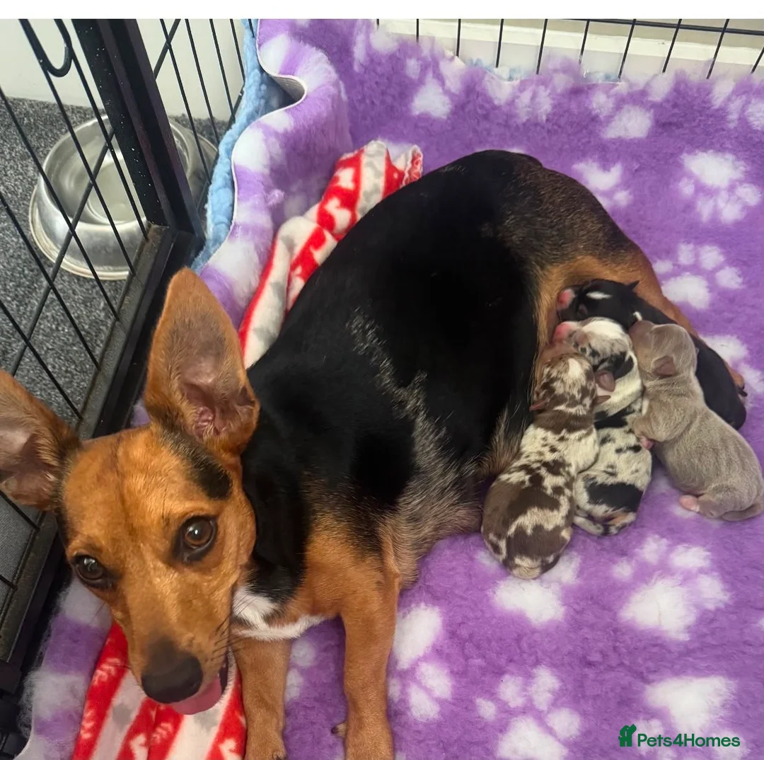 Jack Russell dogs for sale: Jack Russell puppies Rainbow 🌈 litter  in Hatfield - Advert 2