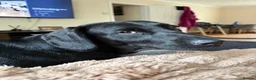 Mixed Breed dogs for sale: Labrador x Cocapoo in Spalding - Advert 5