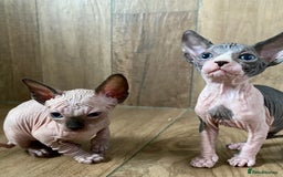 Sphynx cats for sale: Kittens sphinx Canadian girl blue eyes  - Image 15