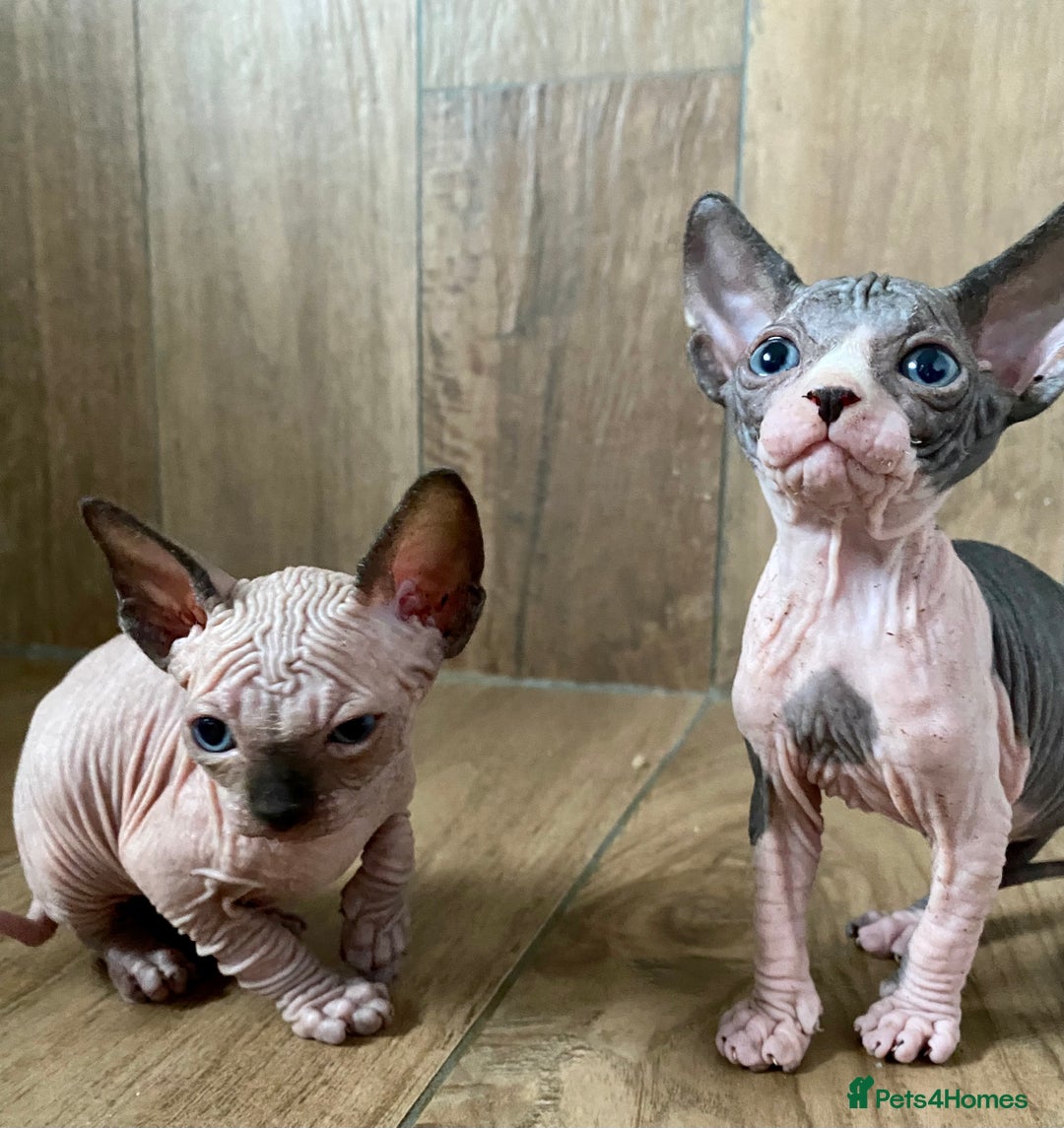 Sphynx cats for sale: Kittens sphinx Canadian girl blue eyes  - Image 15
