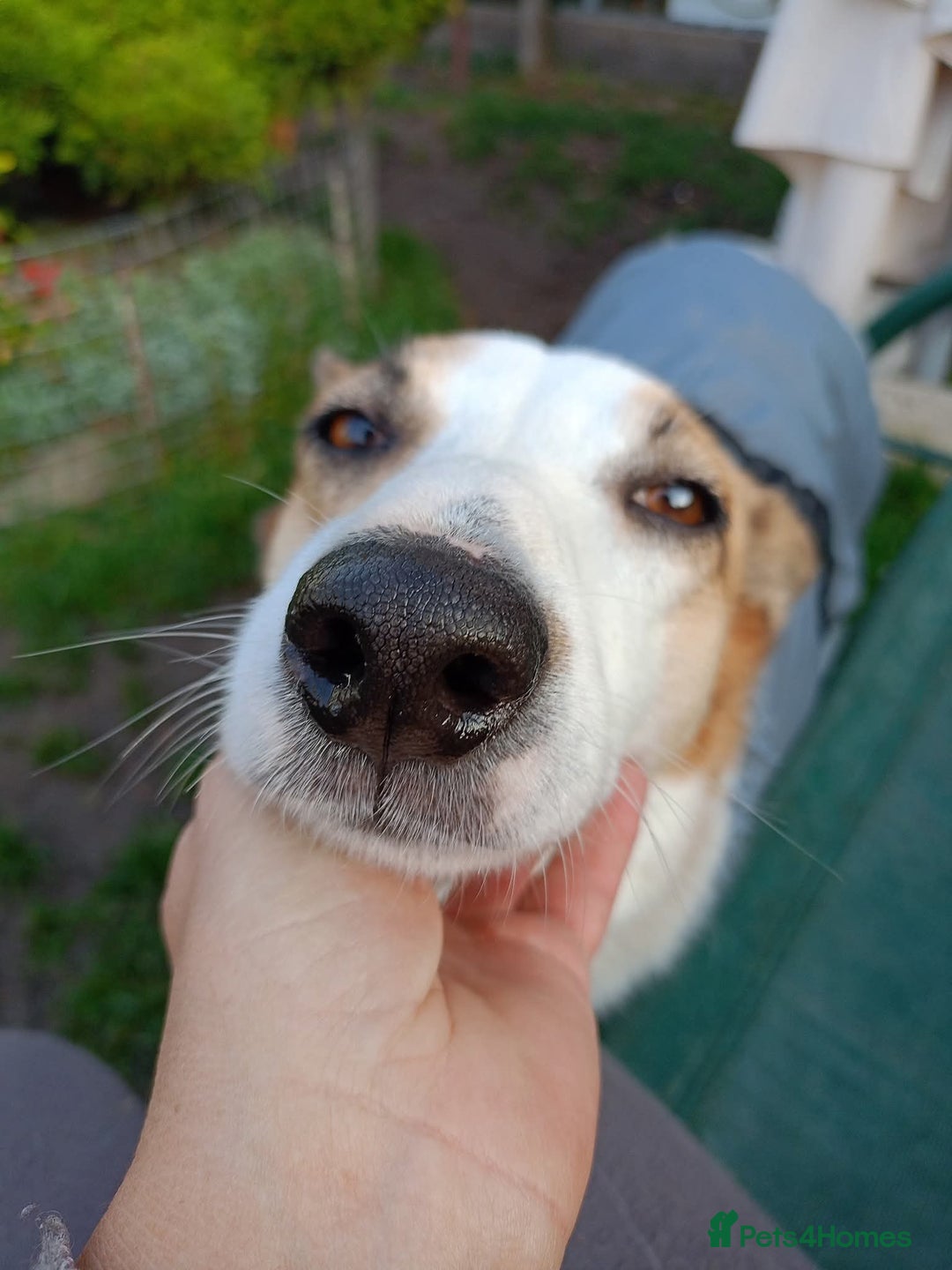 Mixed Breed dogs for adoption: 💖🐶 ALAYA 🐶💖 - Image 10