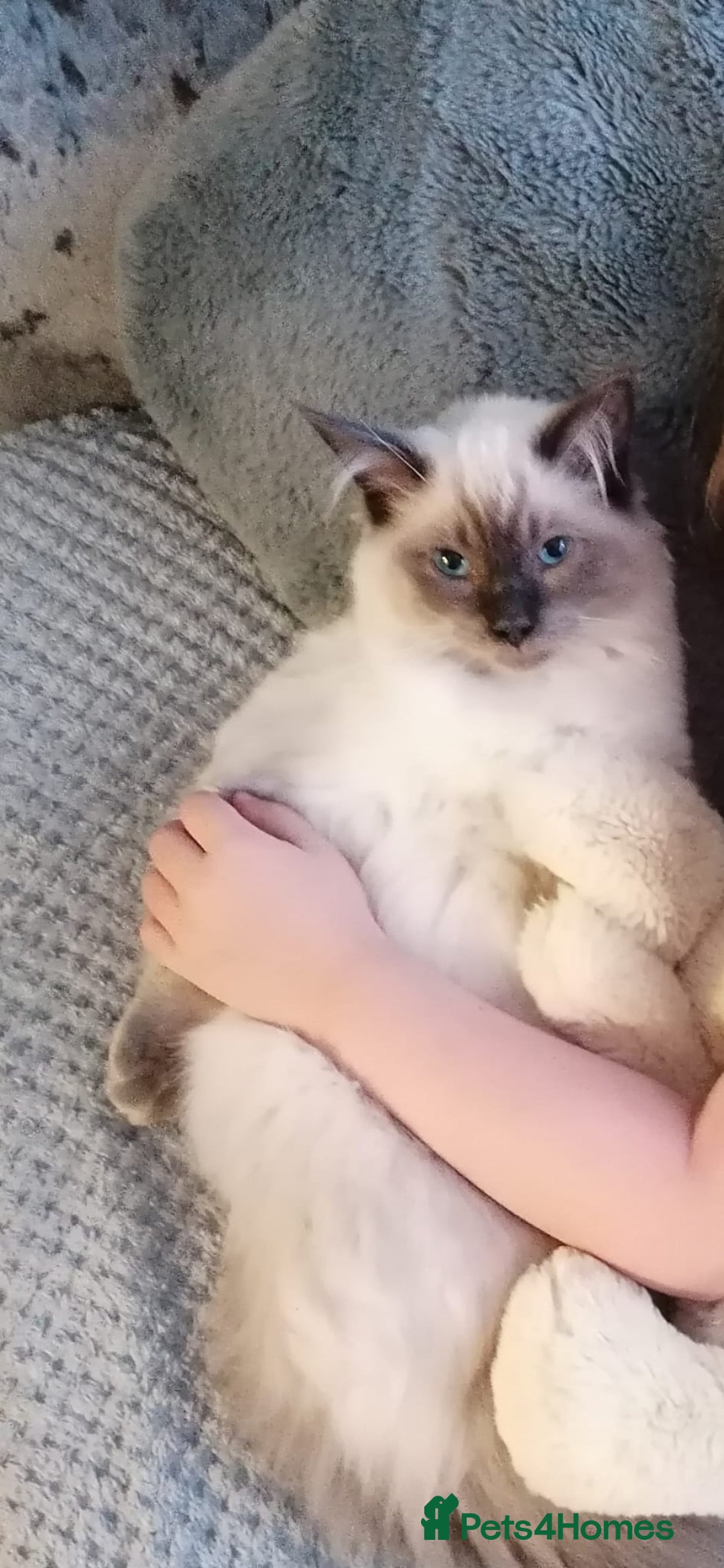 Ragdoll cats for sale: Male Ragdoll - Image 2