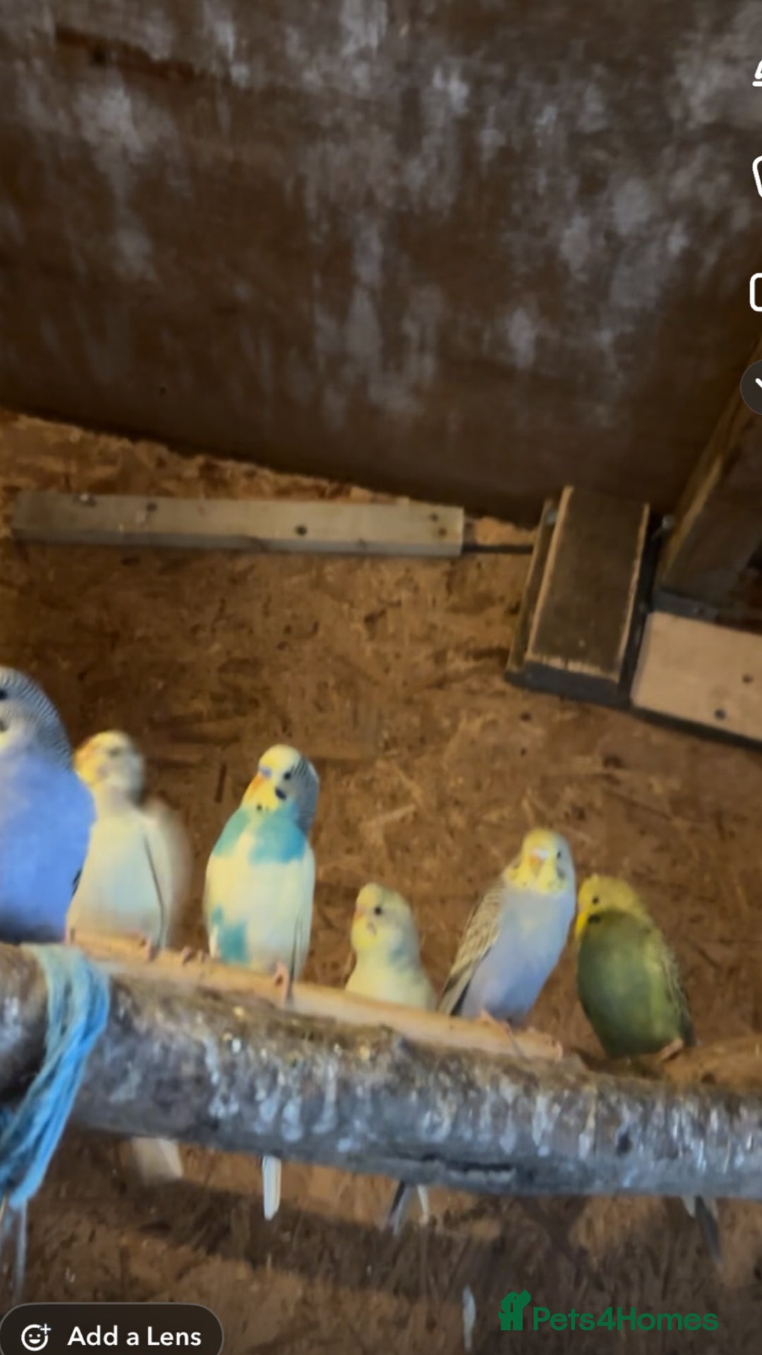 Budgerigars birds for sale: Budgies  - Advert 1