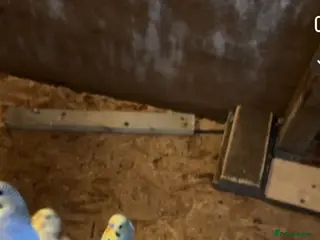 Budgerigars birds Budgies - Advert 17