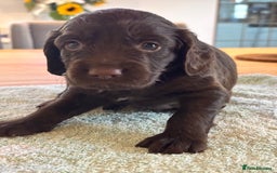 Sprocker dogs for sale: Beautiful, Loveable Spaniels For Sale - Image 22