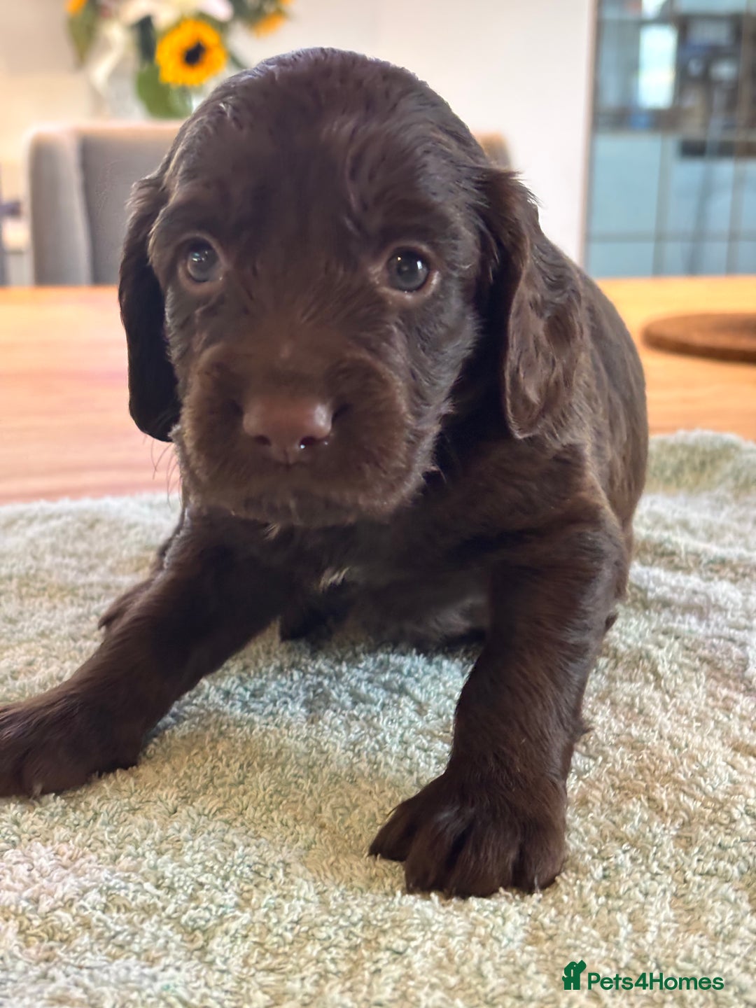 Sprocker dogs for sale: Beautiful, Loveable Spaniels For Sale - Image 22