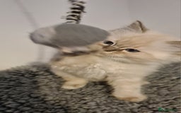 Ragdoll cats for sale: Ragdoll kitten Full Pedigree Beautiful Chunky Boys - Image 6