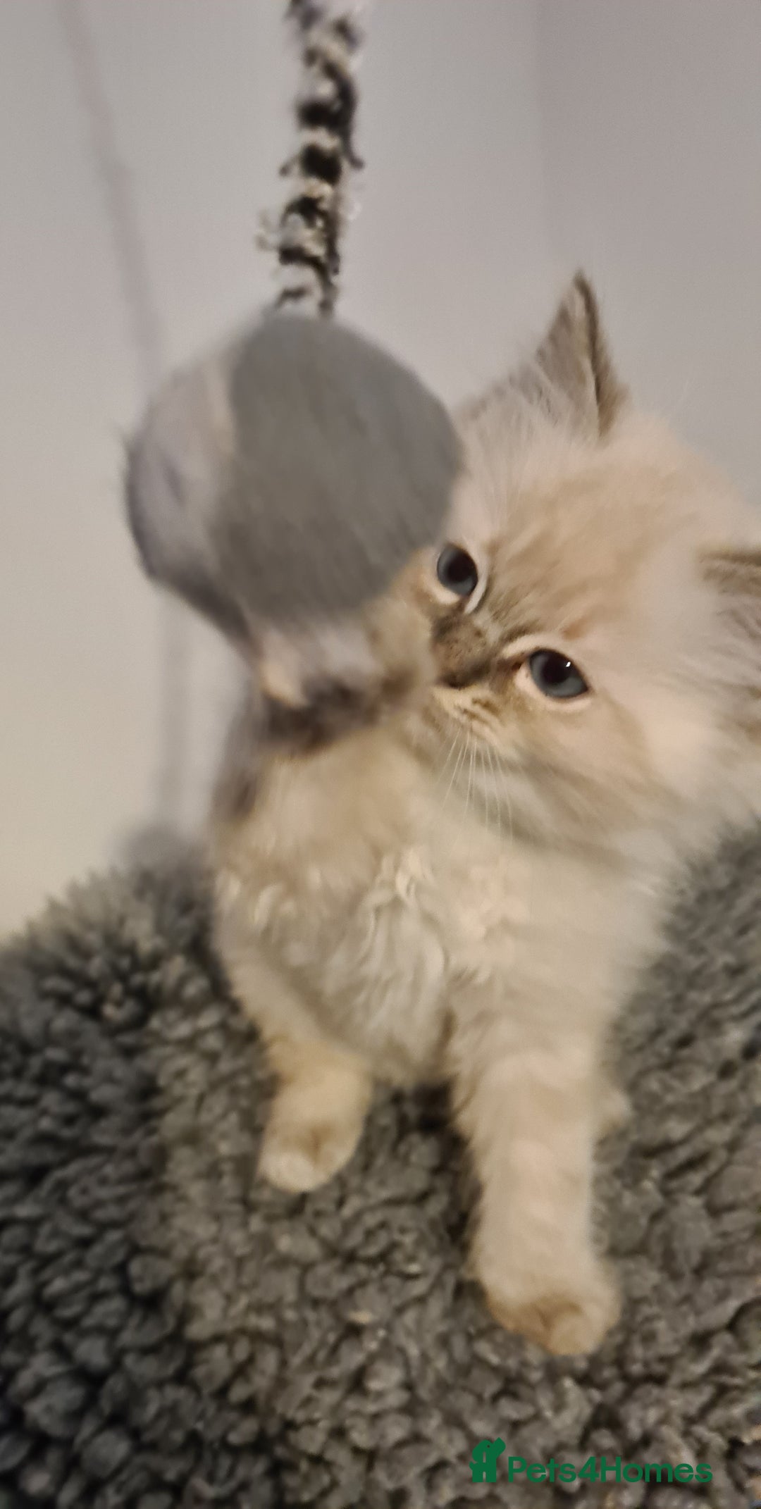 Ragdoll cats for sale: Ragdoll kitten Full Pedigree Beautiful Chunky Boys - Image 6