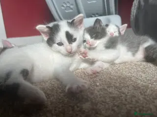 Ragdoll cats Ragdoll cross kittens mother is a purebred ragdoll - Advert 3
