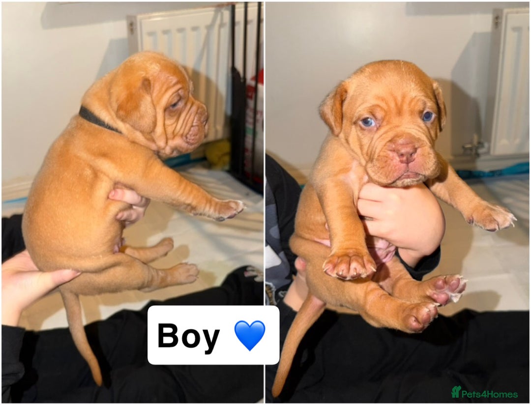 Dogue De Bordeaux dogs for sale: KC Dogue De Bordeaux  - Advert 2