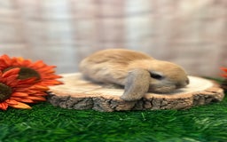 Mini Lop rabbits for sale: Gorgeous mini lops - orange litter - Image 9