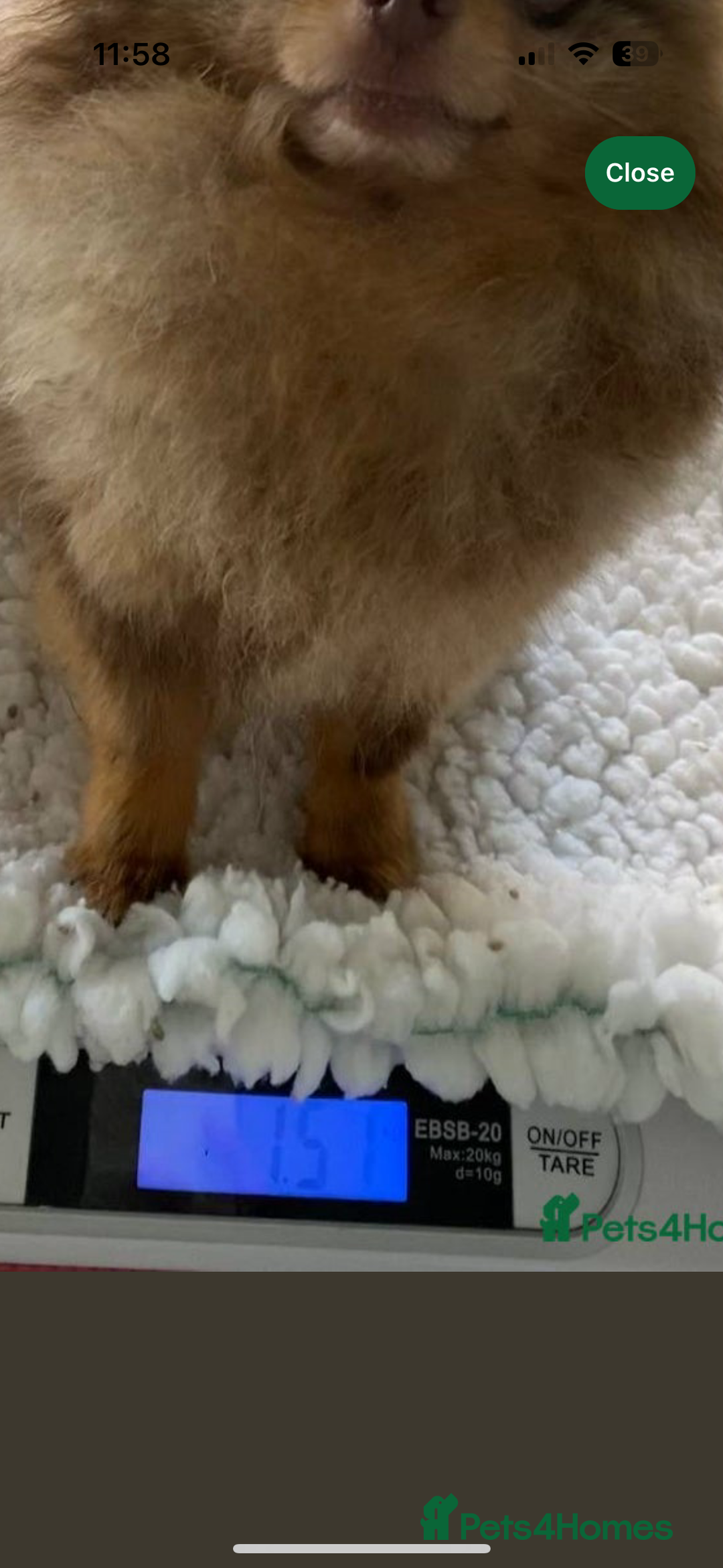 Pomeranian dogs for sale: Exotic color, mini Pomeranians  - Image 9