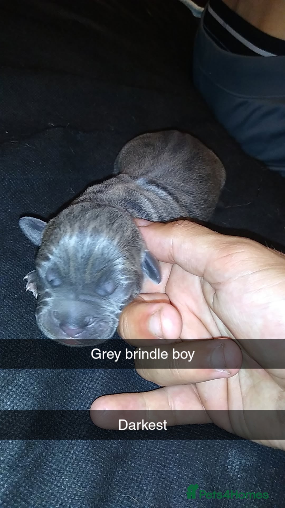 Mixed Breed dogs for sale: Cane Corso x American Bully - Image 7
