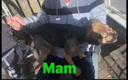 Border Terrier dogs for sale: Border Terrier puppies  - Advert 3