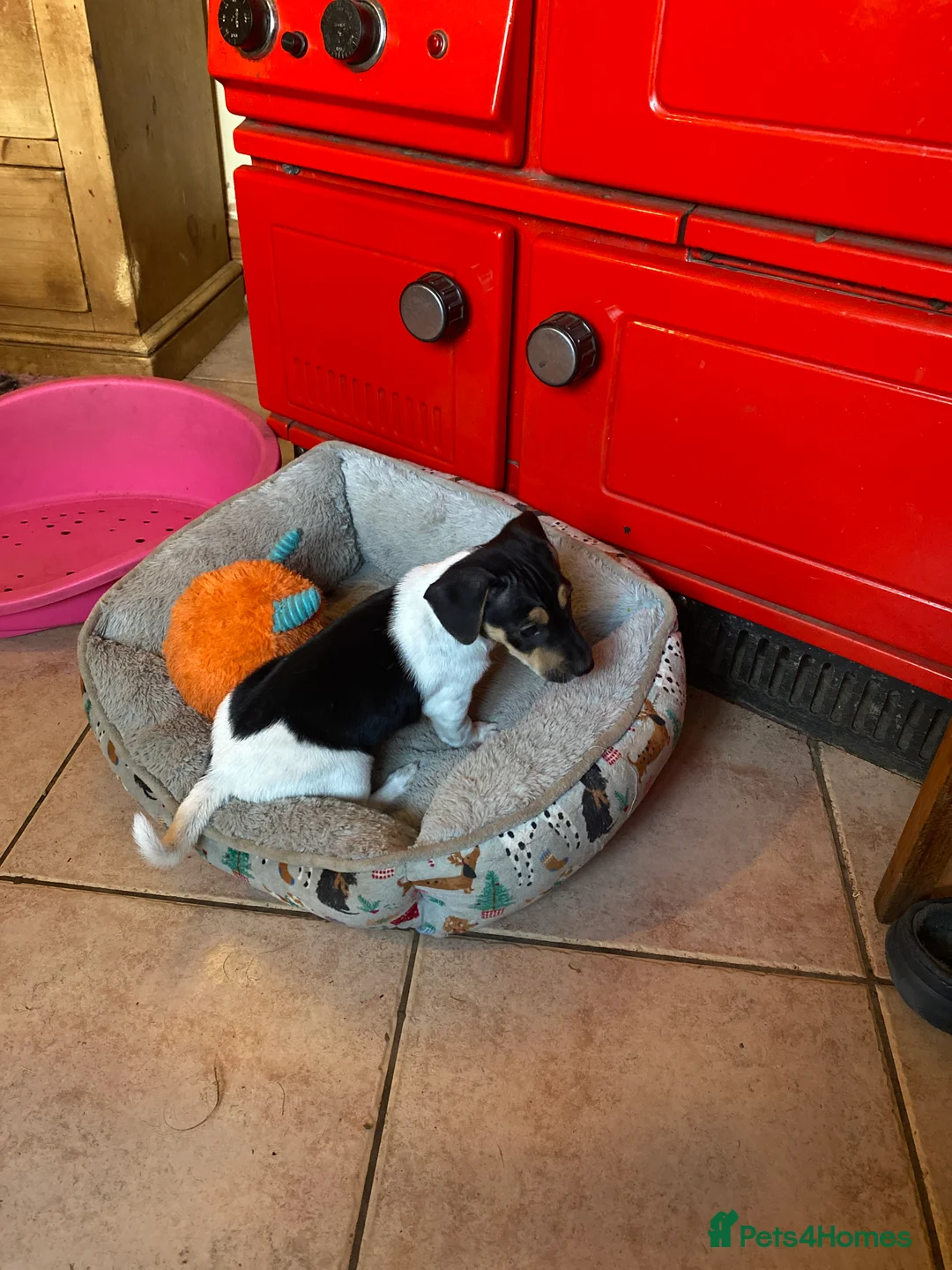 Jack Russell dogs for sale: Adorable Small Smooth Jack Russell Puppies - Advert 6