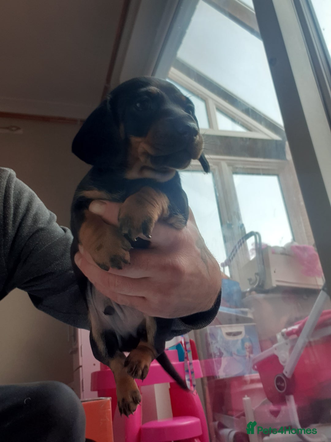 Dachshund dogs for sale: Sausage dog puppies - Image 5