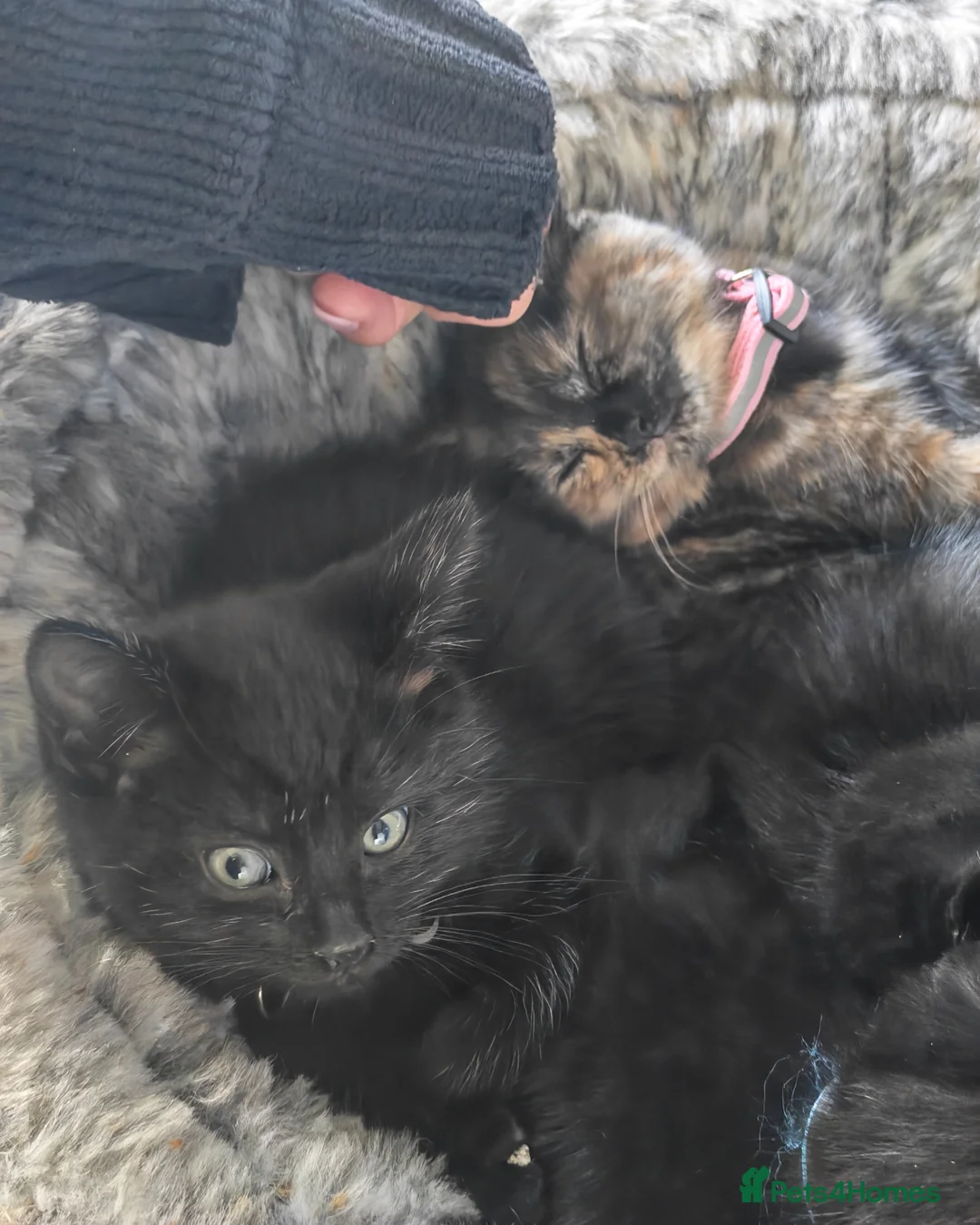 British Shorthair cats for sale: Two Gorgeous Black & Grey Boys Ready Now!  - Advert 9