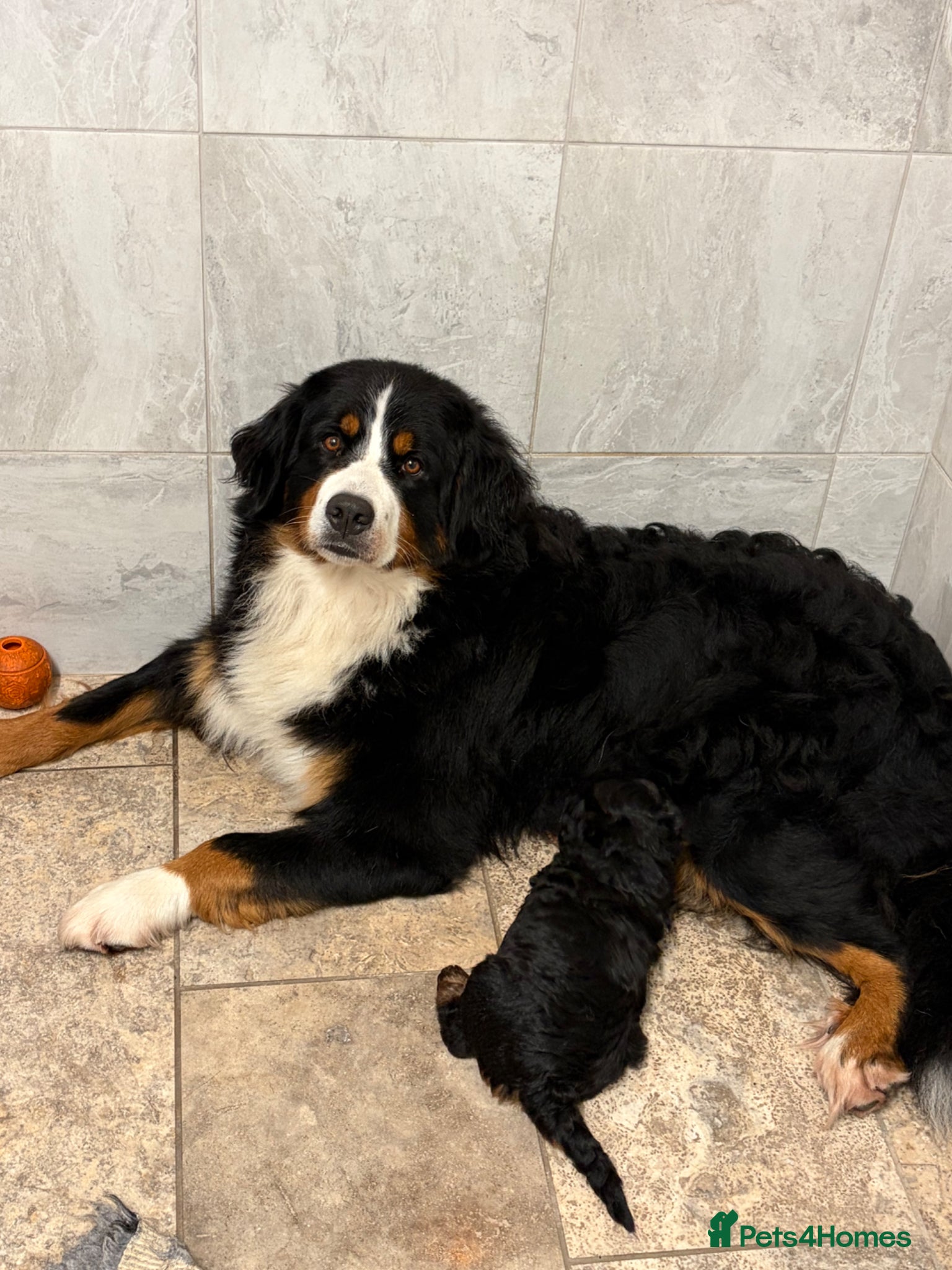 Bernedoodle dogs for sale: Beautiful Bernedoodle girl - Advert 6