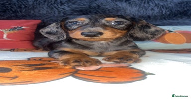 Doxiepoo dogs - Advert 1