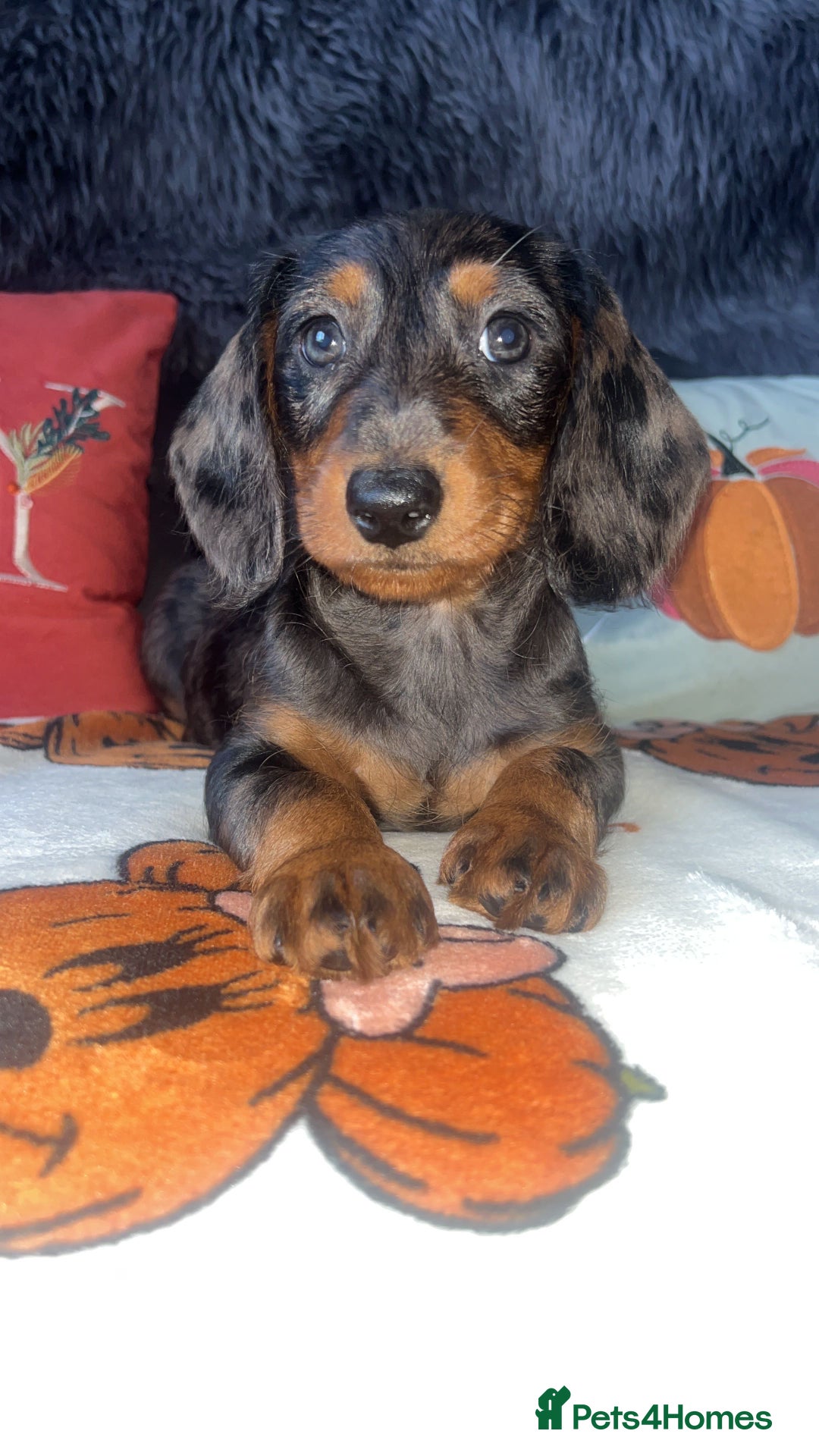 Doxiepoo dogs for sale: House trained READY NOW FOR THERE FOREVER HOMES ❤️ - Image 2