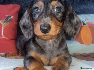 Doxiepoo dogs - Advert 3