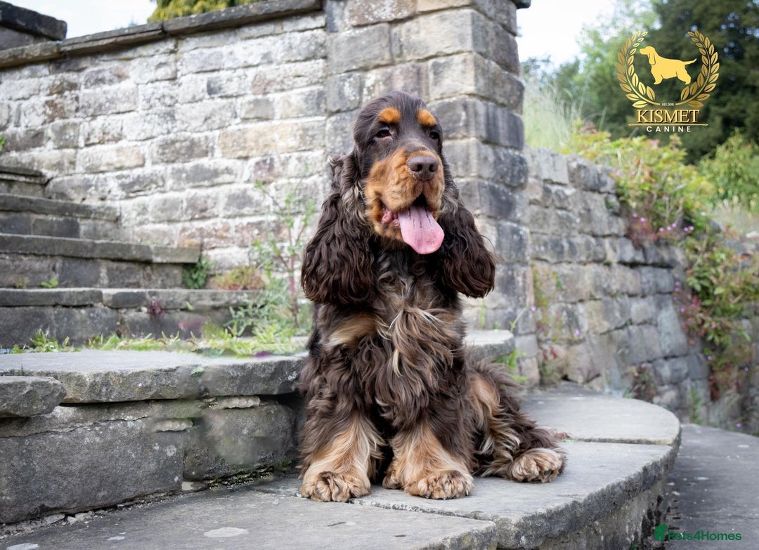 Cocker Spaniel dogs for sale: KC reg chocolate show cocker spaniel puppies  - Image 14