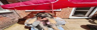 Mixed Breed Puppy 2