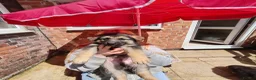 Mixed Breed dogs for sale: Beautiful German shepherd x northern Inuit puppies in Stoke-on-Trent - Advert 6