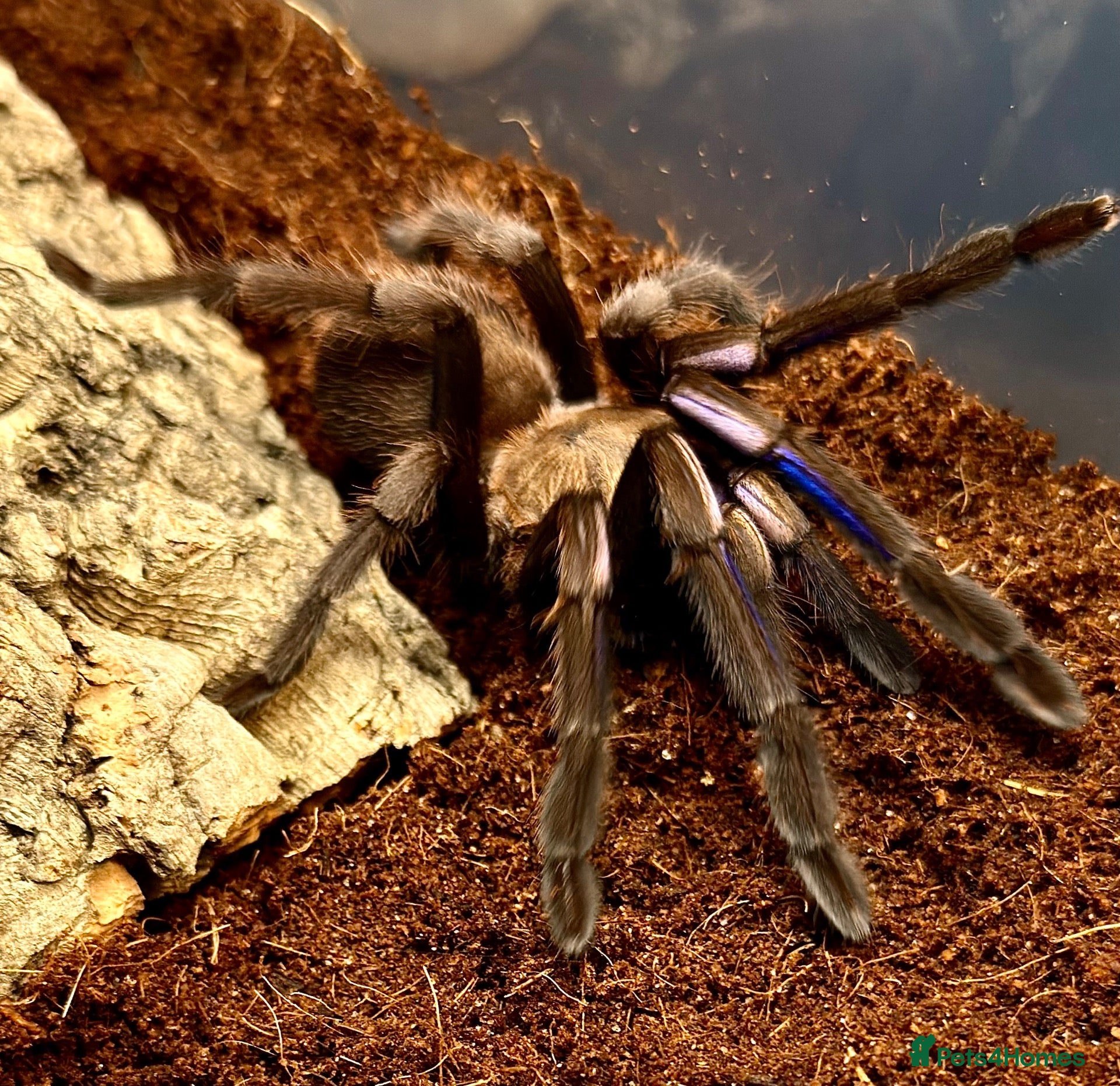Tarantulas invertebrates for sale: P.Metallica,C.versicolor Wanted! - Advert 1