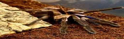 Tarantulas invertebrates for sale: P.Metallica,C.versicolor Wanted! - Advert 1