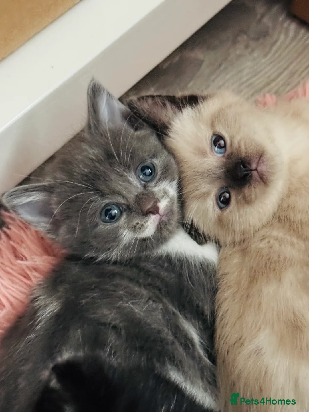 Mixed Breed cats for sale: 😻Beautiful Kittens😻 in Littlehampton - Advert 6