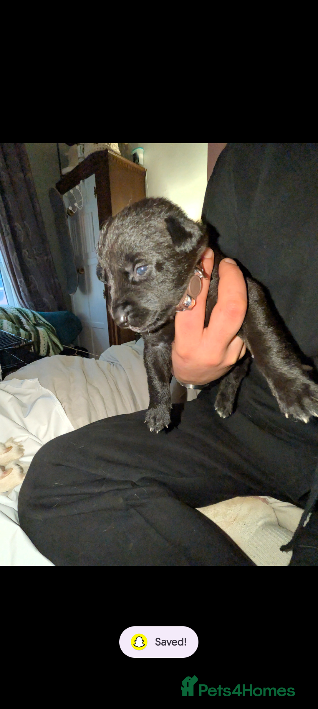 Mixed Breed dogs for sale: Gerhusky kelpie Labrador mix - Advert 17