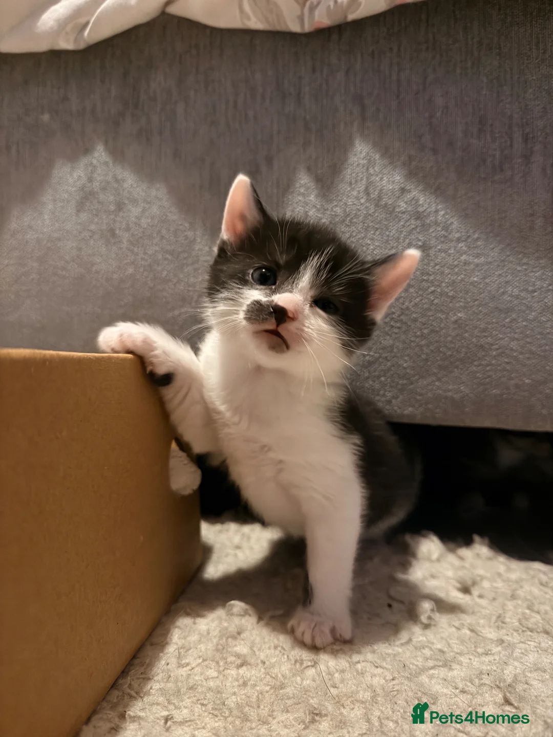 Mixed Breed cats for sale: Gorgeous litter of 6 kittens - Advert 18