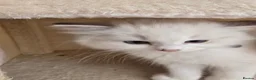 Ragdoll cats for sale: Ragdoll kittens - Advert 3