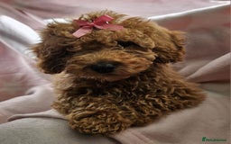Cavapoo dogs for sale: Female Cavapoo pup  - Image 9