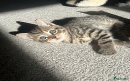 British Shorthair cats for sale: 🐾✨British Shorthair × Silver Tabby Kittens✨🐾 - Image 11
