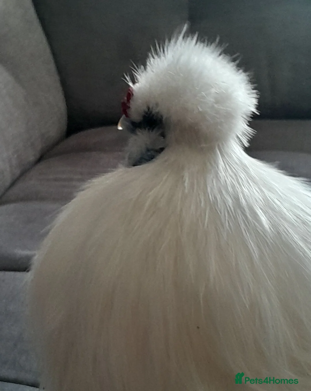 Hens poultry for sale: Sulkie chicken free to a good home. in Croydon - Advert 2