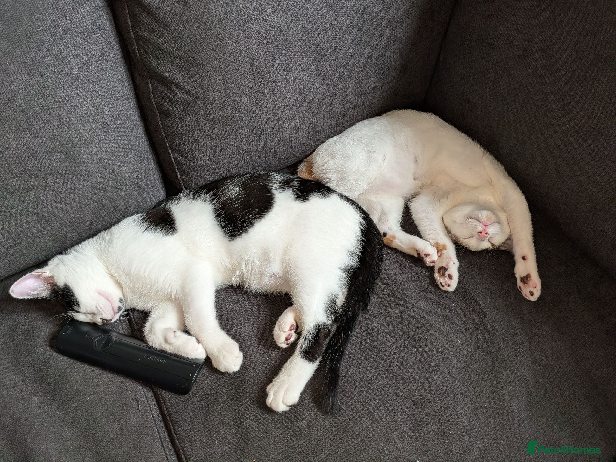 British Shorthair cats Brother and sister - Advert 3