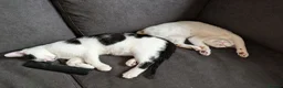 British Shorthair cats for sale: Brother and sister in Rhyl - Advert 1